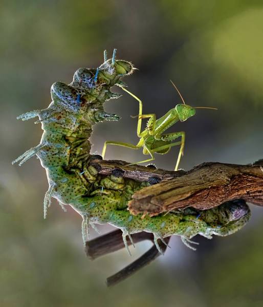 Photograph Fahmi Bhs  Sidekick on One Eyeland
